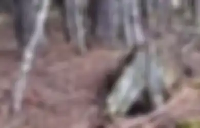 Benarkah Hutan Bernapas? Video Aneh Ini akan Memberikan Jawabannya pada Kita