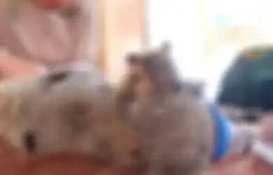 Kisah Cinta Sejati Ibu Koala Lizzie dan Phantom Anaknya
