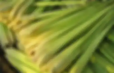Perkenalkan, Serai si Penumpas Nyamuk, Ini Cara Praktis Memanfaatkannya