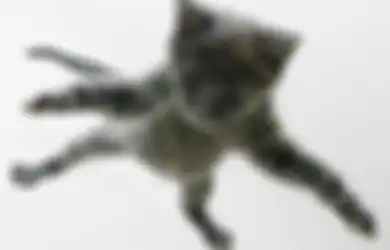 Rahasia Pendaratan Kucing