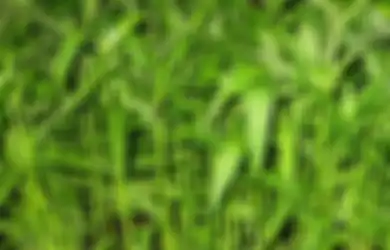 Jadi Makanan Populer di Indonesia, Kangkung Justru Terlarang di Amerika