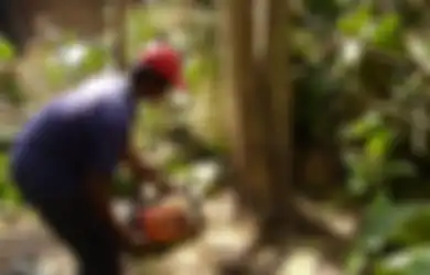 Kayu Pun Perlu Sertifikat