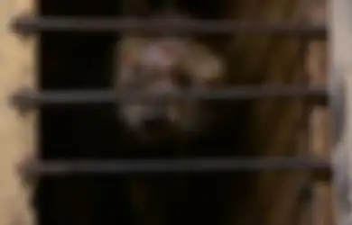 Inilah Alasan Mengapa Anda Harus Berhenti Minum Kopi Luwak Sekarang