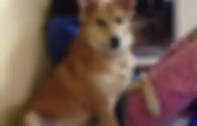 Perempuan Ini Tolak Lamaran Pernikahan karena Calon Suami Menyuruhnya Berhenti Memelihara Anjing
