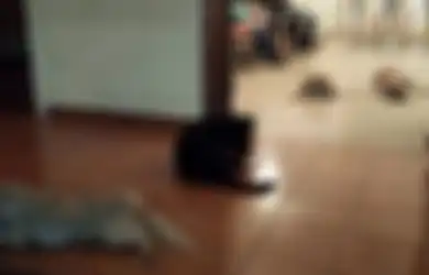 Anjing-Anjing Liar Menghadiri Pemakaman Perempuan yang Pernah Memberi Mereka Makan