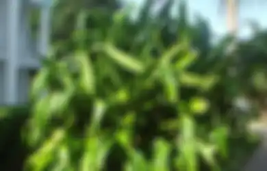Wangi Pandan sebagai Pengusir Serangga