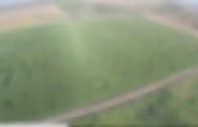 Korban Tersesat di Labirin Pohon Jagung Seluas 240.000 Meter Persegi Menelepon Polisi