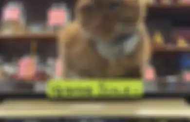 Kucing Ini Menjadi Penjaga Toko selama 9 Tahun tanpa Cuti Satu Hari Pun