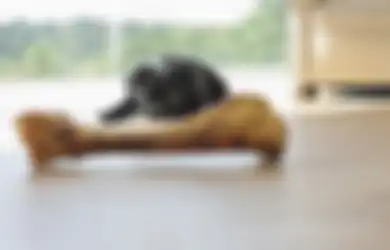 Jangan Pernah Lagi Memberi Tulang pada Anjing Anda