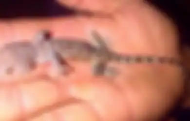 Bantu Ibu Melahirkan Tokek, Bidan Ini Dipukuli Rekan Kerjanya