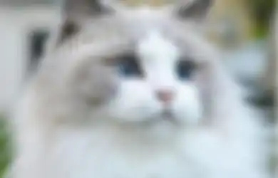 Prince Aurora, Kucing Ras Raggdoll yang Diklaim sebagai Kucing Paling Cantik di Dunia