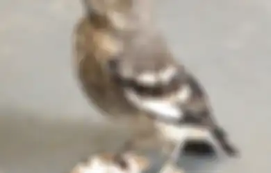 Burung Ini Diberi Sepatu Buatan agar Bisa Berjalan Lagi