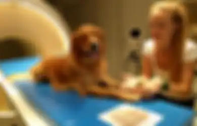 Anjing Memahami Perkataan Manusia Lebih Baik dari yang Kita Perkirakan