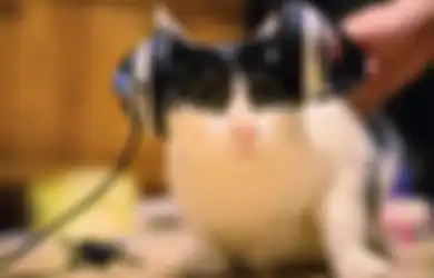 Album Musik Khusus Kucing Resmi Dijual di Pasaran