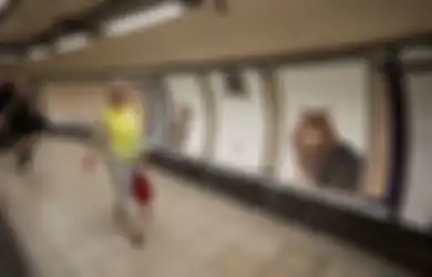 Seluruh Ruang Iklan di Stasiun Kereta London Ini Diganti dengan Foto Kucing!