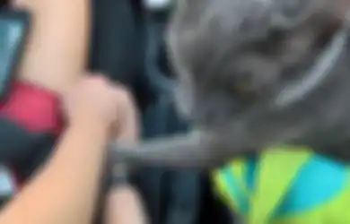 Kucing yang Hendak Dieuthanasia Ini Berpegangan Tangan dengan Pemiliknya pada Saat-saat Terakhir