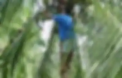 Melawan  Uban dengan Kelapa Hijau
