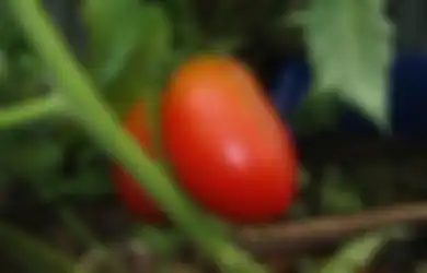 Beruntunglah Anda Yang Menyukai Tomat, Diabetes Hingga Gusi Berdarah Bisa Diusir Olehnya