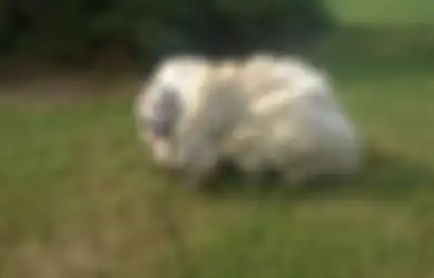 Anjing Ini Akhirnya Dicukur untuk Pertama Kali dan Kini Beratnya Berkurang hingga 15 Kilogram