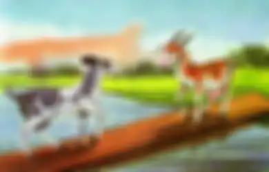 Jangan ‘Ngotot’ dengan Pilihan Pribadi Seperti Kelakuan Dua Kambing Bodoh yang Tak Mau Mengalah Ini