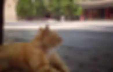 Gara-gara Media Sosial, Sekelompok Kucing Batal Diusir dari Pelataran Museum di China