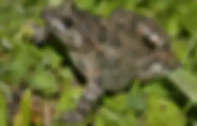 Katak Menjadi Vegetarian Ketika Cuaca Panas!
