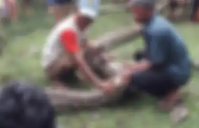 Inilah Wujud Ular Piton Sepanjang 8 Meter yang Diduga Memangsa Sapi Warga di Sulawesi Selatan