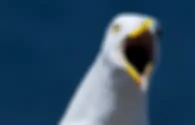 Bocah Empat Tahun Ini Hampir Buta Setelah Diserang Rombongan Burung Camar