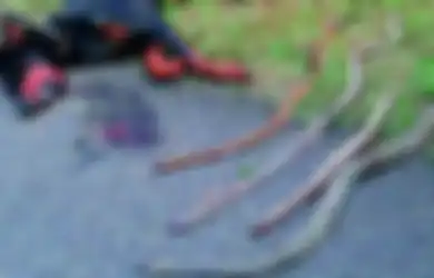 Anjing Heroik Ini Meninggal Setelah Melindungi Keluarga dari Serangan Empat Ular Kobra Mematikan