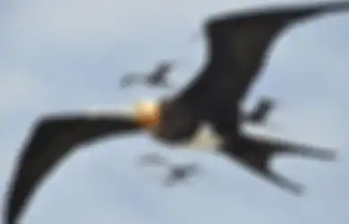 Spesies Burung Ini Bisa Terbang Berbulan-bulan pada Satu Waktu Tanpa Berhenti