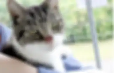 Tak Seorang pun Mau Mengadopsi Kucing Ini Hanya karena Tak Punya Hidung
