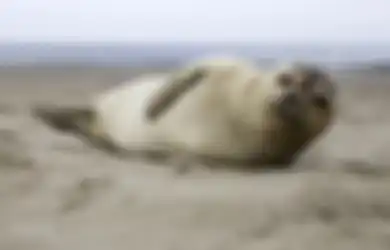 Bayi Anjing Laut Ini Mati karena Dimasukkan dalam Tas Kresek Justru oleh Orang yang Berniat Menyelamatkannya