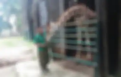 Selama 26 Tahun Berlebaran Bareng Jerapah