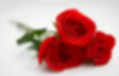 Dari Lambang Cinta Hingga Punya Khasiat, Ini Dia Cerita Tentang Bunga Mawar, Paling Cantik di Dunia!