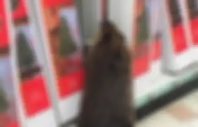 Berang-berang ini Tertangkap Kamera CCTV Sedang Belanja Pohon Natal di Supermarket