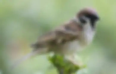 Kisah Burung Pipit yang Terus Membawa Batu Kesedihannya ke Mana pun Dia Pergi