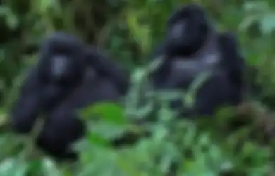 Perang Suadara di Kongo yang Berdampak pada Menurunnya Populasi Gorila di Dunia
