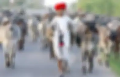 Tak Hanya Manusia, Di India Sapi dan Kerbau Juga Bakal Punya KTP