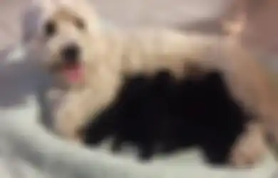 Pemilik Kaget saat Dua Anjingnya yang Putih Melahirkan Anjing Hitam, Netizen Menuntut Tes DNA!