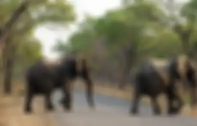 Duh, 40 Gajah di Zimbabwe Dibunuh Menggunakan Racun Sianida