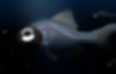 Aksi Unik Ikan Senter Asli Indonesia saat Memburu Mangsanya di Dalam Gelap