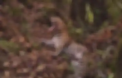 Misteri Macan Tutul di Hutan Merapi