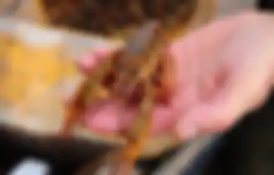 Belajar Menghadapi Stress dari Lobster yang Pemberani