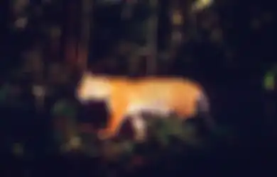 Berhenti Memburu Harimau Sumatera! Sebab Mereka Bisa Menjaga Hutan Kita Agar Tetap Lestari