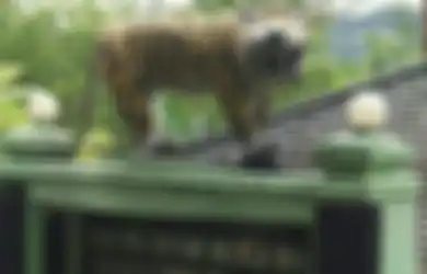 Meme-meme Patung Macan Cisewu Ini Dijamin akan Mengocok Perut Kita