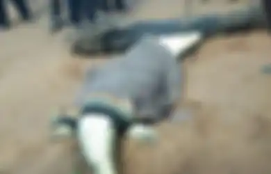 Memangsa Bocah 8 Tahun, Seekor Buaya Ditembak Mati