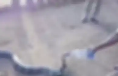 Seekor King Kobra Masuk Desa di India, Bukan untuk Menyerang Warga Melainkan Minta Minum
