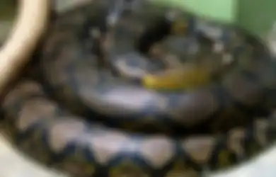 Yuk Berkenalan dengan Ular Piton yang Menelan Akbar di Kebun Sawitnya