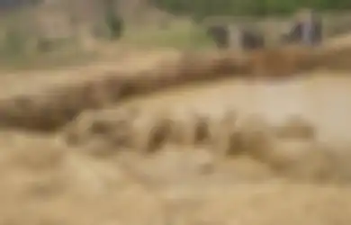 Duh! Lubang Ledakan Bom Peninggalan Perang Vietnam Ternyata Menjadi Bencana Bagi Kawanan Gajah Liar