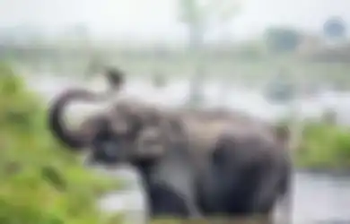 Gajah Berhasil Menyelesaikan Tes yang Bahkan Tak Bisa Dikerjakan oleh Anak di Bawah Dua Tahun